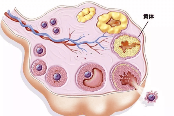 试管婴儿为什么有的人取卵比较少？基础卵泡少能否进行试管婴儿？插图(1)