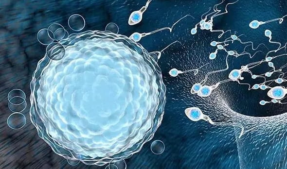 胚胎碎片率高是什么原因造成的？深度解析试管婴儿流程中的奥秘插图(1)